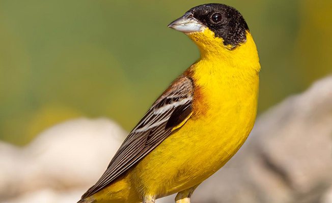 2020'de en fazla kuş türü, Antalya'da gözlendi