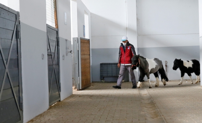 Sultangazi'de binicilik tesislerindeki atların bakımı özenle yapılıyor