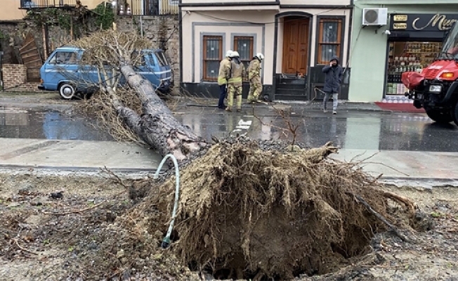 Balat’ta şiddetli rüzgar nedeniyle ağaç yola devrildi