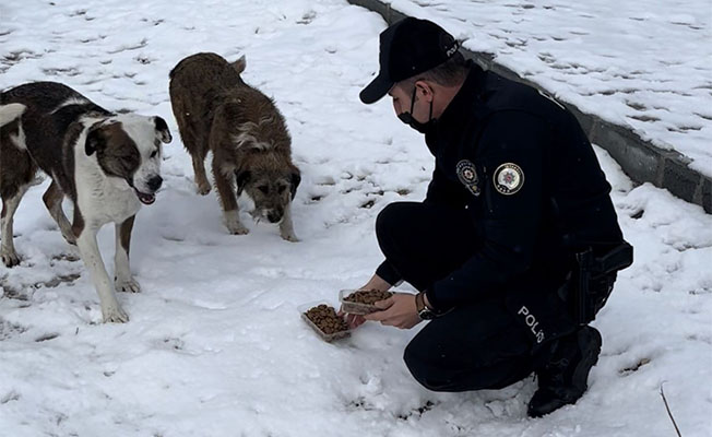 Kağıthane polisi soğuk havada sokak hayvanlarını unutmadı