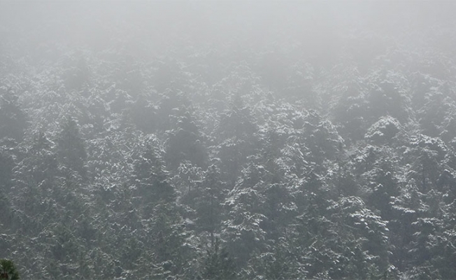 Aydos Ormanına yeniden kar yağmaya başladı