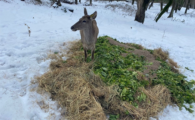 Belgrad Ormanı'ndaki geyikler böyle beslendi