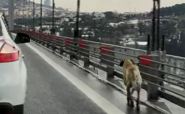 Köprüden geçen sokak köpeğine güvenlik konvoyu