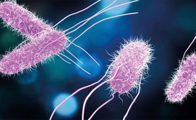 'Okul kantinleri salmonella virüsüne karşı denetlenmeli'