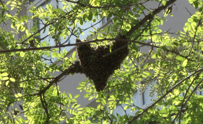 Kadıköy’de cadde ortasındaki arılar oğul verdi