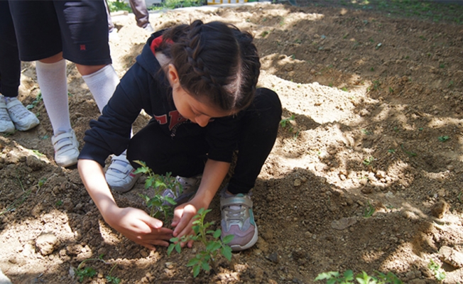 İstanbul’da öğrenciler okul bahçesinde sebze-meyve yetiştiriyor 