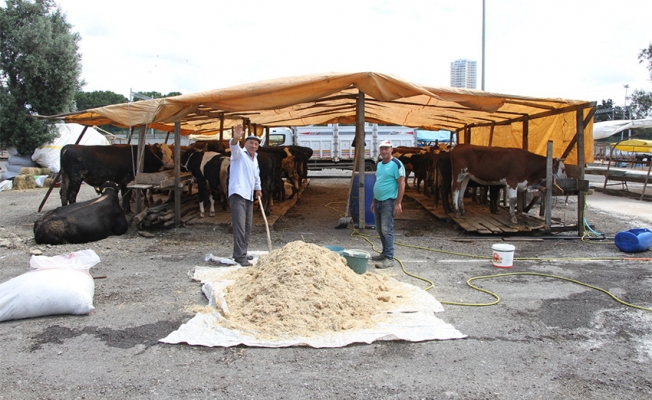 Kartal'da kurban satış pazarı kuruldu 