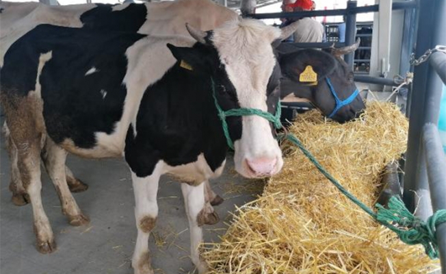 Silivri'de canlı hayvan pazarı açıldı