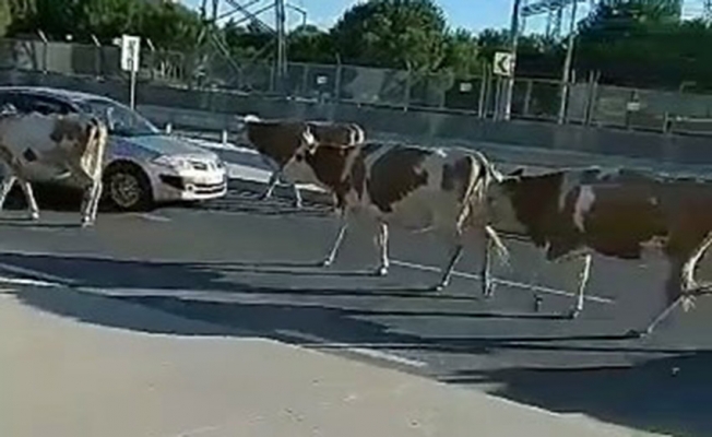  Havalimanı yolunda hayvan sürüsü trafiği kapattı