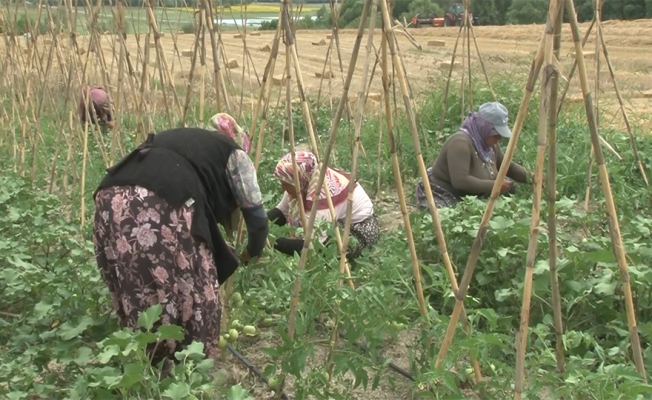 İstanbul’da kadın çiftçiler organik ürünleri böyle yetiştiriyor