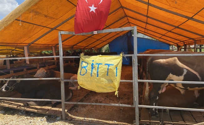 Kurbanlıkların büyük bölümü satıldı, satıcılar çadırlara ‘ Bitti’ yazısı astı