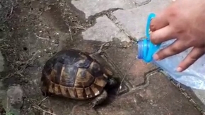 Ölmek üzere olan kaplumbağaya can suyu