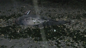 Yeşilköy’de yunus balığı kıyıya vurdu