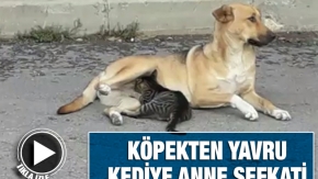 Köpekten yavru kediye anne şefkati 