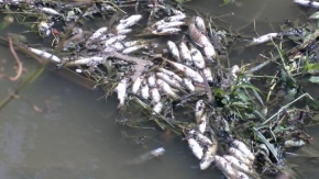 Alibeyköy Deresi'nde balık ölümleri